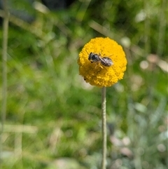 Unidentified Bee (Hymenoptera, Apiformes) at Ferntree Gully, VIC - 26 Jan 2025 by kkatie