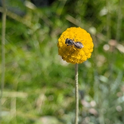 Unidentified Bee (Hymenoptera, Apiformes) at Ferntree Gully, VIC - 26 Jan 2025 by kkatie