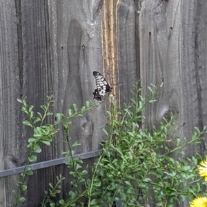 Papilio anactus at Ferntree Gully, VIC by kkatie