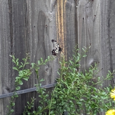 Papilio anactus at Ferntree Gully, VIC - 26 Jan 2025 by kkatie