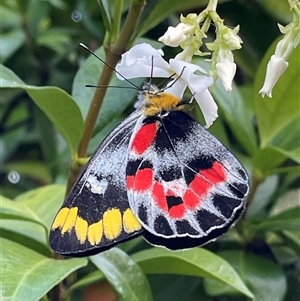 Delias harpalyce (Imperial Jezebel) at Kambah, ACT by LineMarie