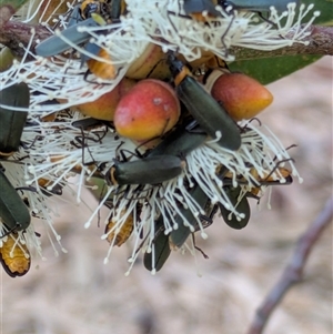 Chauliognathus lugubris (Plague Soldier Beetle) at Acton, ACT by WalterEgo