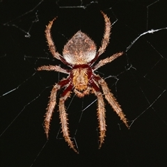 Hortophora biapicata at Macarthur, ACT - 28 Jan 2025 by RodDeb