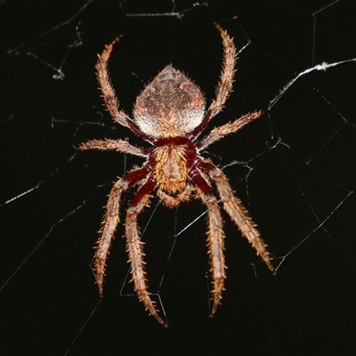 Hortophora biapicata at Macarthur, ACT - 28 Jan 2025 by RodDeb