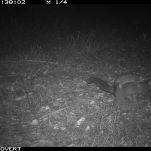 Trichosurus vulpecula at Tullymorgan, NSW - 17 Nov 2024 11:38 PM