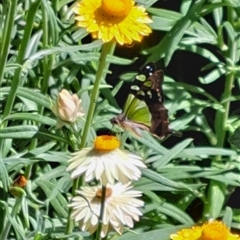 Graphium macleayanum (Macleay's Swallowtail) at Acton, ACT - 29 Jan 2025 by abread111