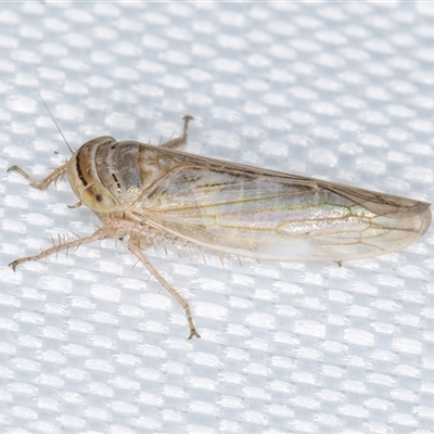 Exitianus plebeius (A leafhopper) at Melba, ACT - 27 Jan 2025 by kasiaaus