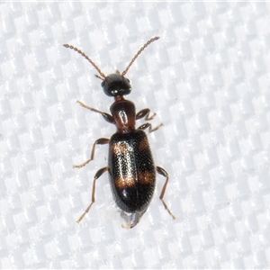 Anthicinae (subfamily) (Ant-like flower beetles, ant-like beetles) at Melba, ACT by kasiaaus