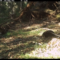 Tachyglossus aculeatus (Short-beaked Echidna) at Tullymorgan, NSW - 6 Nov 2024 by Tullymorgan1