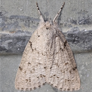 Unidentified Moth (Lepidoptera) at Mongarlowe, NSW by LisaH