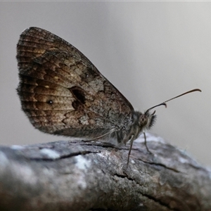 Geitoneura klugii (Marbled Xenica) at Mongarlowe, NSW by LisaH