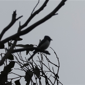 Unidentified Intermediate size at Mongarlowe, NSW by LisaH