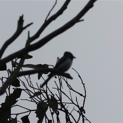 Myiagra rubecula (Leaden Flycatcher) at Mongarlowe, NSW - 25 Jan 2025 by LisaH