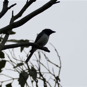 Myiagra rubecula at Mongarlowe, NSW - suppressed