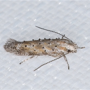 Unidentified Curved-horn moth (all Gelechioidea except Oecophoridae) at Melba, ACT by kasiaaus