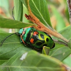 Scutiphora pedicellata (Metallic Jewel Bug) at Bungendore, NSW - 29 Jan 2025 by clarehoneydove