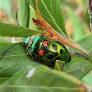 Scutiphora pedicellata (Metallic Jewel Bug) at Bungendore, NSW by clarehoneydove