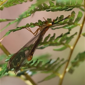 Nymphes myrmeleonoides at Mongarlowe, NSW - suppressed