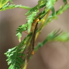 Nymphes myrmeleonoides at Mongarlowe, NSW - suppressed