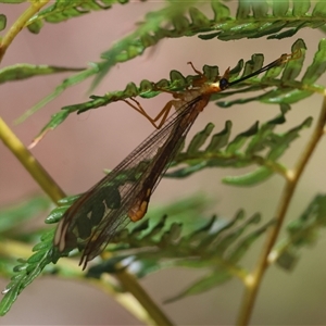 Nymphes myrmeleonoides at Mongarlowe, NSW - suppressed