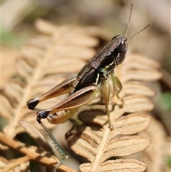 Praxibulus sp. (genus) (A grasshopper) at Mongarlowe, NSW - 25 Jan 2025 by LisaH