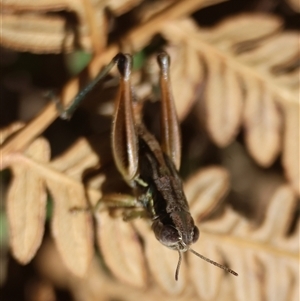 Praxibulus sp. (genus) at Mongarlowe, NSW - suppressed