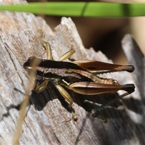 Praxibulus sp. (genus) at Mongarlowe, NSW - suppressed