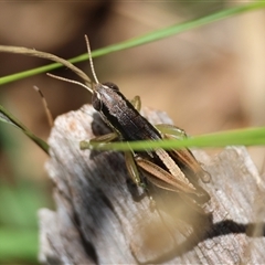 Praxibulus sp. (genus) at Mongarlowe, NSW - suppressed