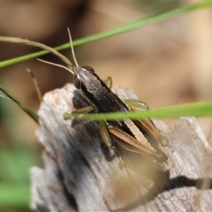 Praxibulus sp. (genus) at Mongarlowe, NSW - suppressed