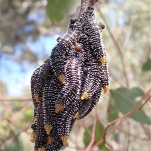 Perga sp. (genus) (Sawfly or Spitfire) at Chisholm, ACT by RomanSoroka