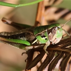 Praxibulus sp. (genus) (A grasshopper) at Mongarlowe, NSW - 25 Jan 2025 by LisaH