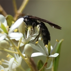 Apiformes (informal group) (Unidentified bee) at Mongarlowe, NSW - 25 Jan 2025 by LisaH