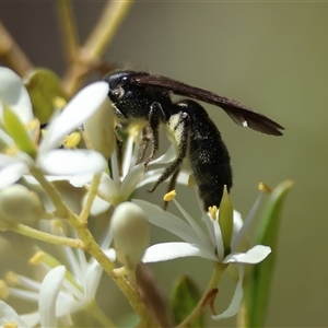 Apiformes (informal group) at Mongarlowe, NSW - suppressed