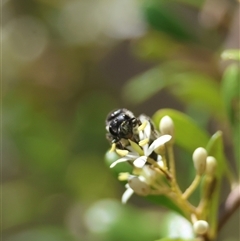 Apiformes (informal group) at Mongarlowe, NSW - suppressed