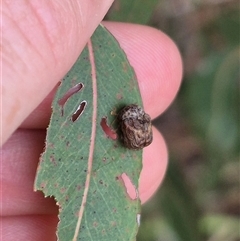 Cadmus (Lachnabothra) subgenus at Bungendore, NSW - 29 Jan 2025 by clarehoneydove