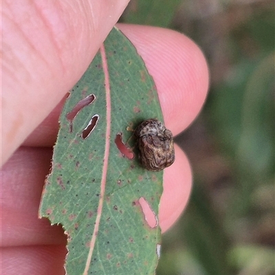 Cadmus (Lachnabothra) subgenus at Bungendore, NSW - 29 Jan 2025 by clarehoneydove