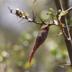 Austracantha minax (Christmas Spider, Jewel Spider) at Mongarlowe, NSW - 25 Jan 2025 by LisaH