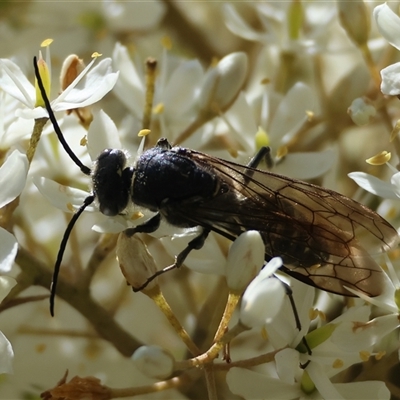 Tiphiidae (family) (Unidentified Smooth flower wasp) at Mongarlowe, NSW - 25 Jan 2025 by LisaH