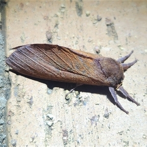 Unidentified Moth (Lepidoptera) at Queanbeyan East, NSW by NathanaelC