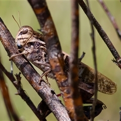 Gastrimargus musicus (Yellow-winged Locust or Grasshopper) at Mongarlowe, NSW - 25 Jan 2025 by LisaH