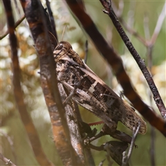 Gastrimargus musicus at Mongarlowe, NSW - suppressed