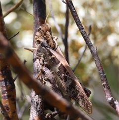 Gastrimargus musicus at Mongarlowe, NSW - suppressed