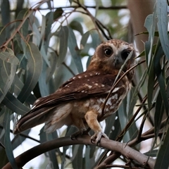 Ninox boobook (Southern Boobook) at Hughes, ACT - 29 Jan 2025 by LisaH