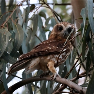 Ninox boobook at Hughes, ACT by LisaH