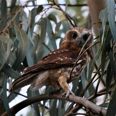 Ninox boobook (Southern Boobook) at Hughes, ACT - 29 Jan 2025 by LisaH