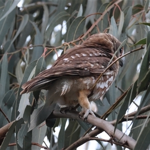 Ninox boobook at Hughes, ACT - 29 Jan 2025 08:06 PM