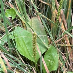 Plantago major (Greater Plantain) at Oaks Estate, ACT - 29 Jan 2025 by JaneR