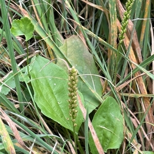 Plantago major (Greater Plantain) at Oaks Estate, ACT by JaneR