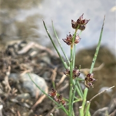 Juncus articulatus subsp. articulatus (Jointed Rush) at Oaks Estate, ACT - 29 Jan 2025 by JaneR