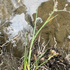 Juncus articulatus subsp. articulatus at Oaks Estate, ACT - 29 Jan 2025 01:08 PM